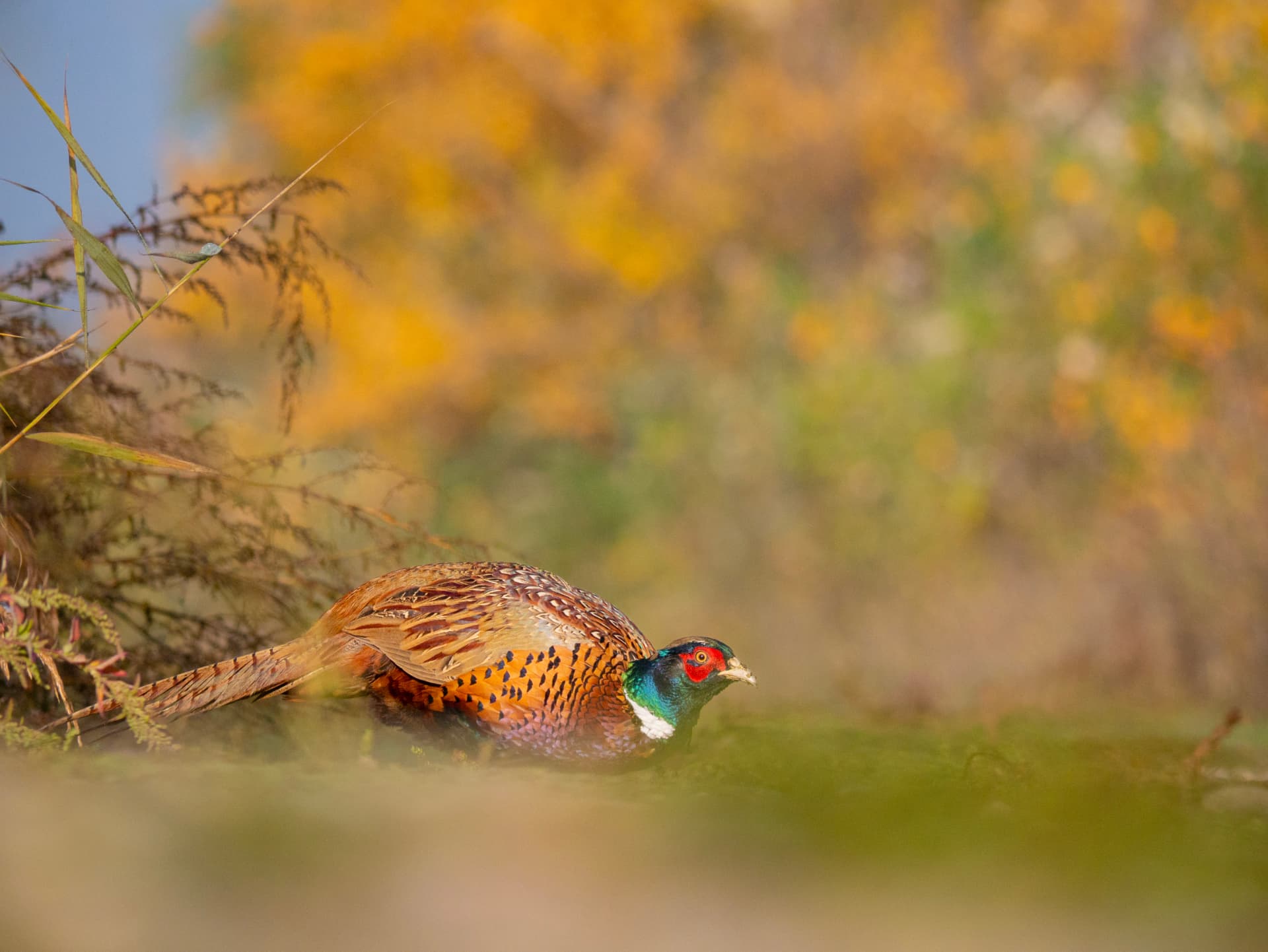 Ring-necked pheasant moving through low cover