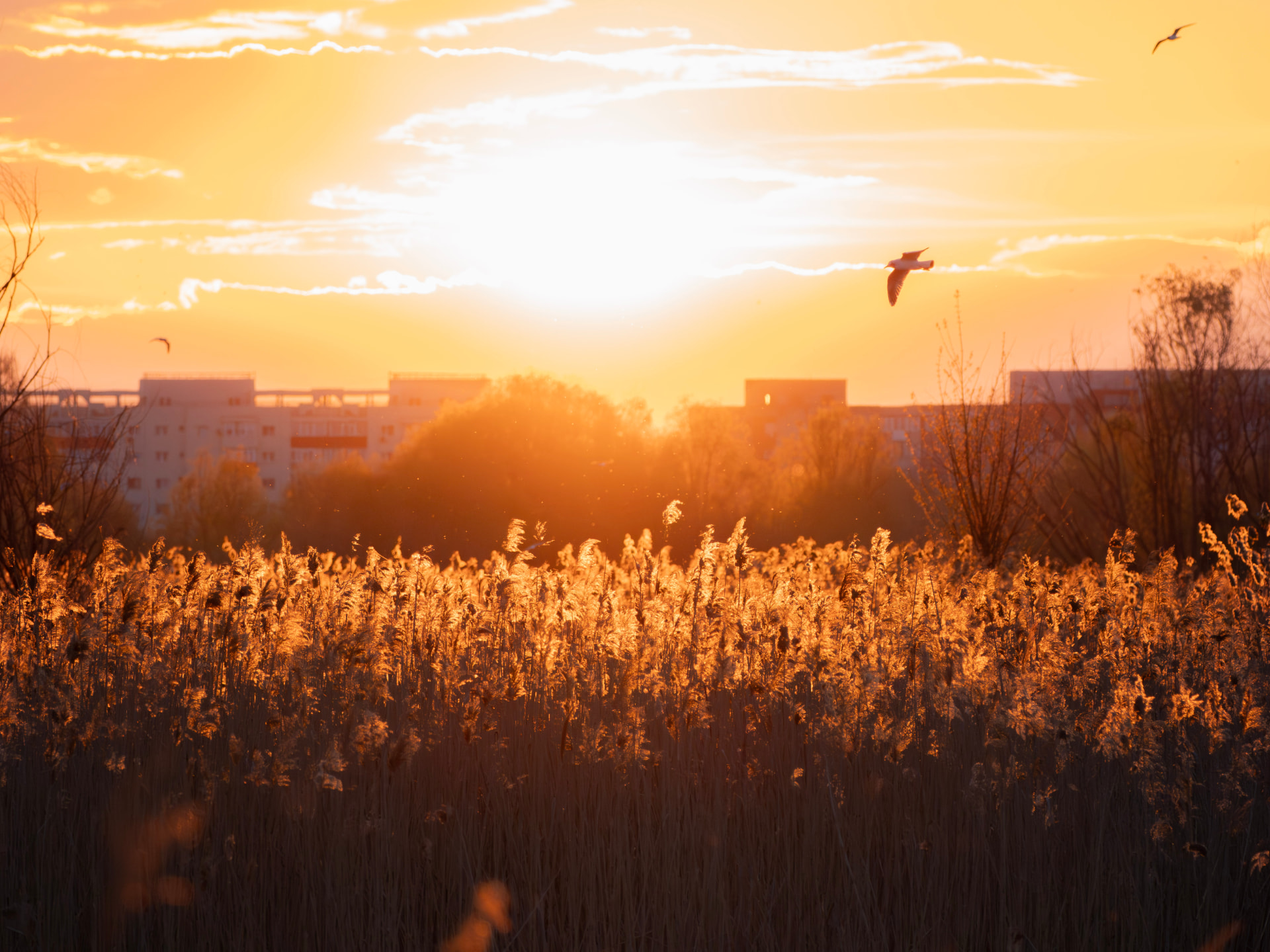 Birds flying over a reedbed at sunset